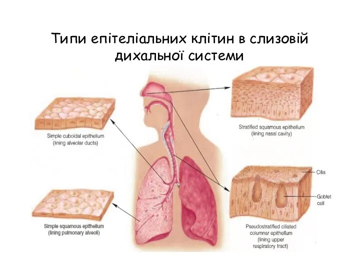 Типи епітеліальних клітин в слизовій дихальної системи