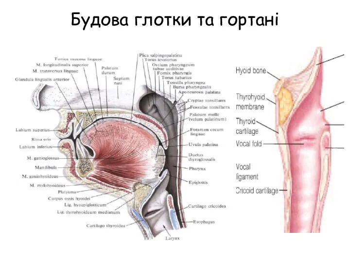 Будова глотки та гортані