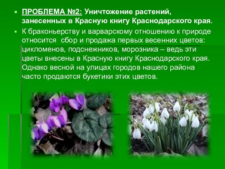ПРОБЛЕМА №2: Уничтожение растений, занесенных в Красную книгу Краснодарского края. К браконьерству