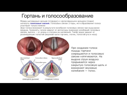 Гортань и голосообразование Между щитовидным хрящом (спереди) и черпаловидными хрящами (сзади) натянуты