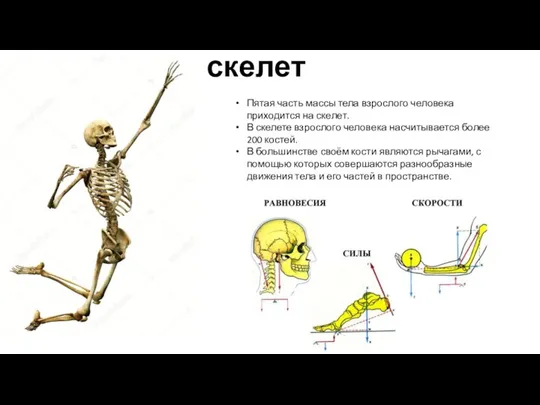 скелет Пятая часть массы тела взрослого человека приходится на скелет. В скелете
