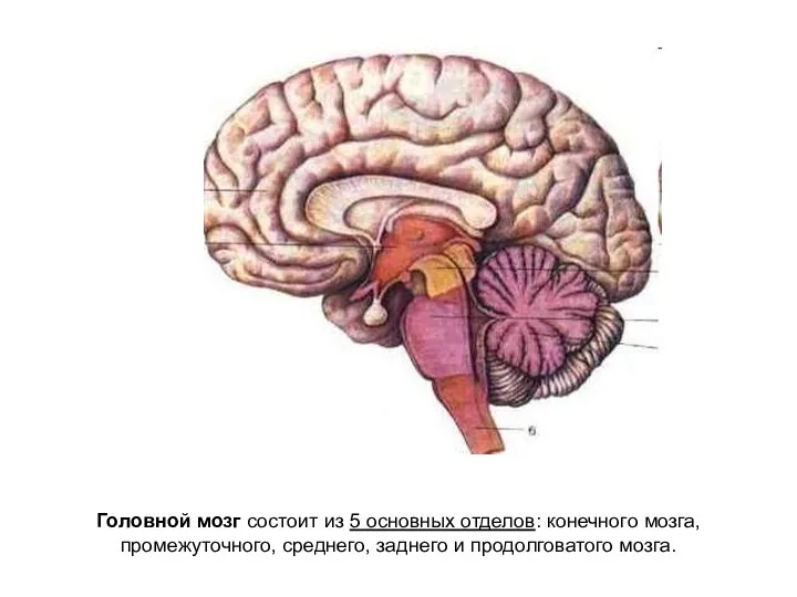 Головной мозг состоит из 5 основных отделов: конечного мозга, промежуточного, среднего, заднего и продолговатого мозга.