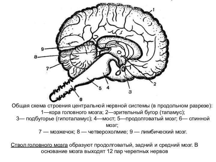 Общая схема строения центральной нервной системы (в продольном разрезе): 1—кора головного мозга;