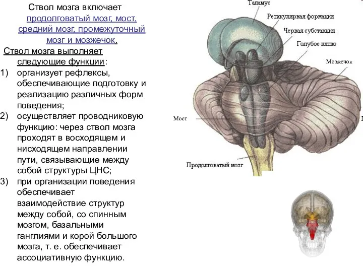 Ствол мозга включает продолговатый мозг, мост, средний мозг, промежуточный мозг и мозжечок.