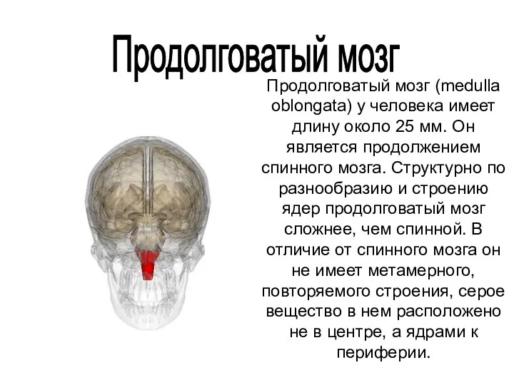 Продолговатый мозг Продолговатый мозг (medulla oblongata) у человека имеет длину около 25