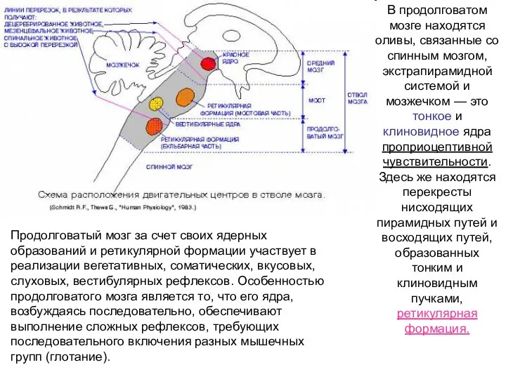 В продолговатом мозге находятся оливы, связанные со спинным мозгом, экстрапирамидной системой и