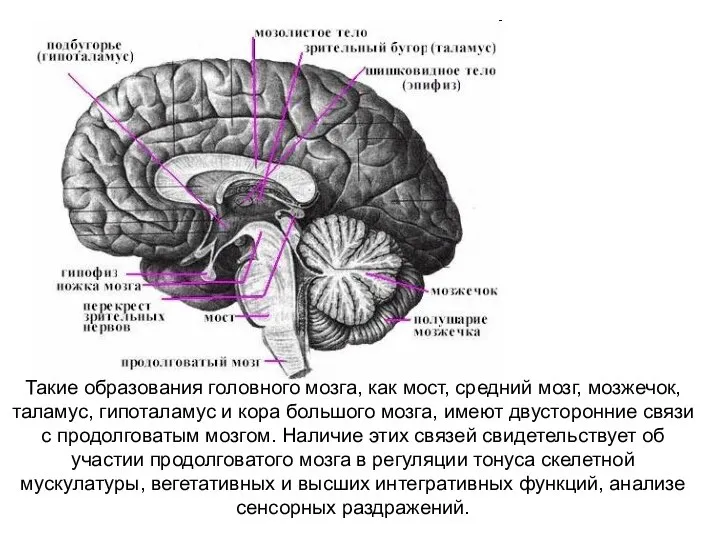 Такие образования головного мозга, как мост, средний мозг, мозжечок, таламус, гипоталамус и