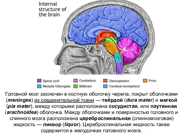 Головной мозг заключен в костную оболочку черепа, покрыт оболочками (meninges) из соединительной