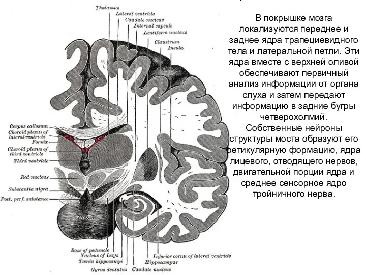 В покрышке мозга локализуются переднее и заднее ядра трапециевидного тела и латеральной