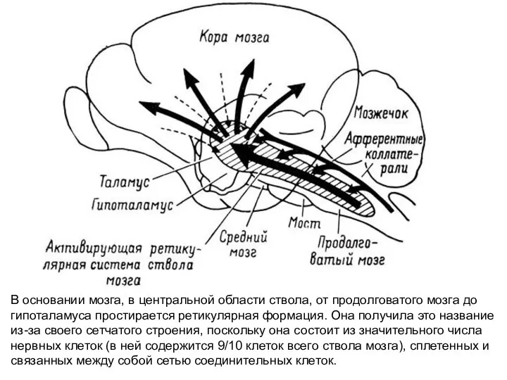 В основании мозга, в центральной области ствола, от продолговатого мозга до гипоталамуса