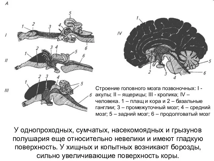 Cтроение головного мозга позвоночных: I - акулы; II – ящерицы; III -