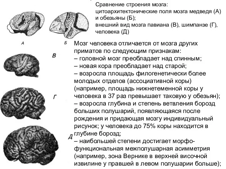 Сравнение строения мозга: цитоархитектонические поля мозга медведя (А) и обезьяны (Б); внешний