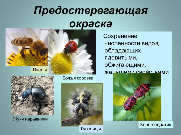 Предостерегающая окраска Сохранение численности видов, обладающих ядовитыми, обжигающими, жалящими свойствами Пчелы Жуки