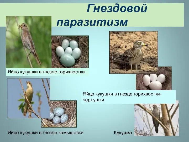 Гнездовой паразитизм Яйцо кукушки в гнезде горихвостки Яйцо кукушки в гнезде горихвостки-чернушки