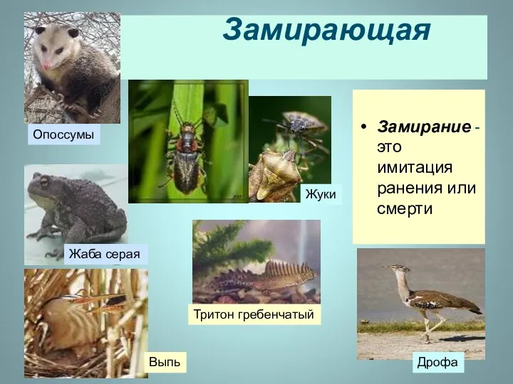 Замирающая поза Замирание -это имитация ранения или смерти Опоссумы Жуки Выпь Дрофа Жаба серая Тритон гребенчатый