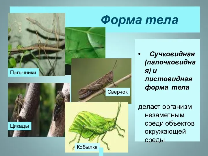 Форма тела Сучковидная (палочковидная) и листовидная форма тела делает организм незаметным среди