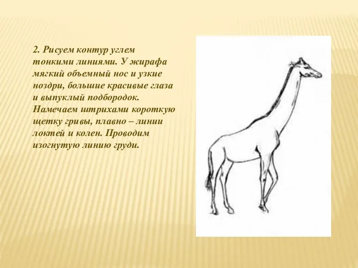 2. Рисуем контур углем тонкими линиями. У жирафа мягкий объемный нос и