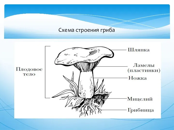 Схема строения гриба