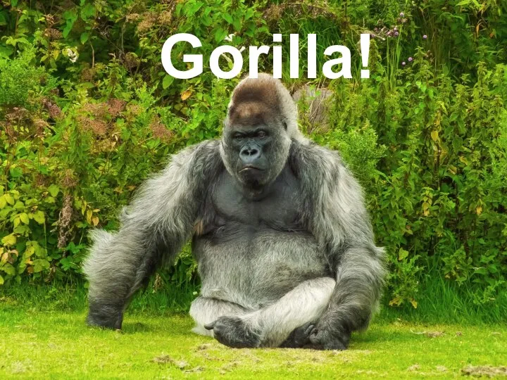 Gorilla!