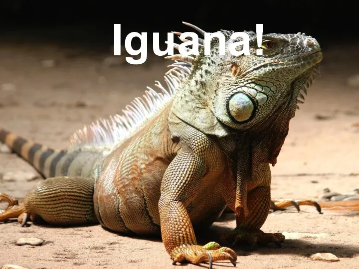 Iguana!