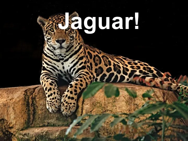 Jaguar!