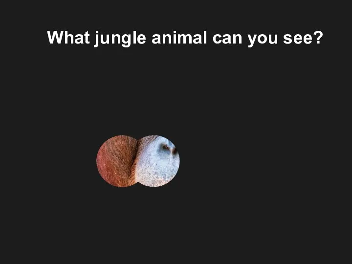 What jungle animal can you see?