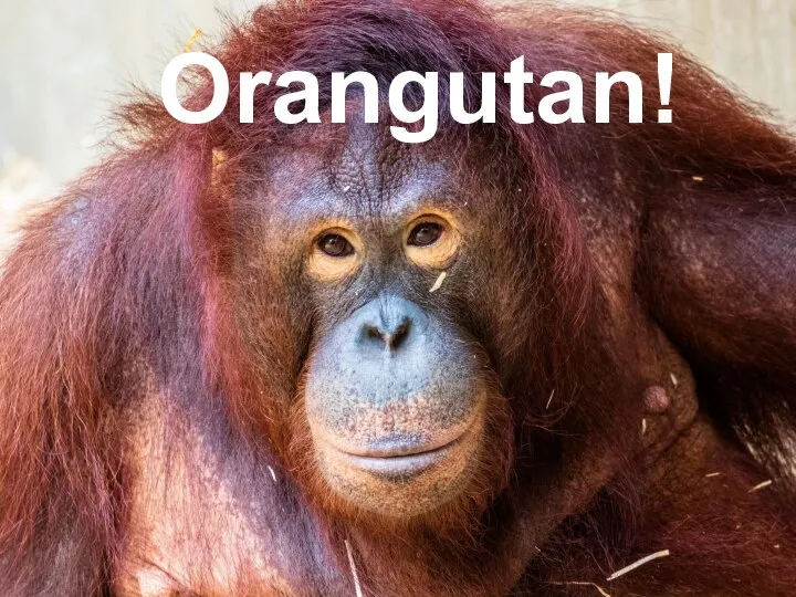 Orangutan!