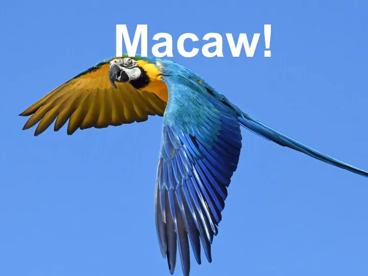 Macaw!