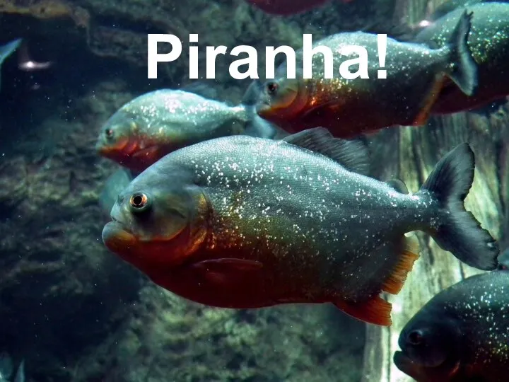 Piranha!