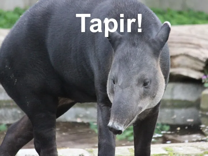 Tapir!