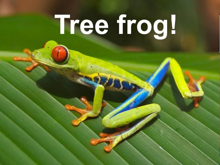 Tree frog!