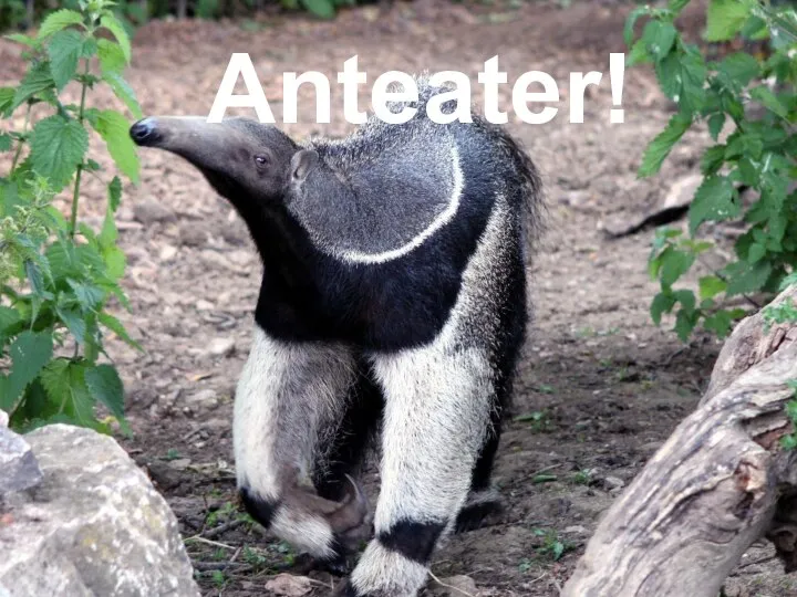 Anteater!