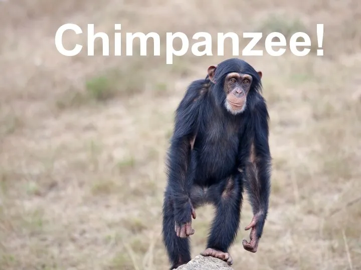 Chimpanzee!