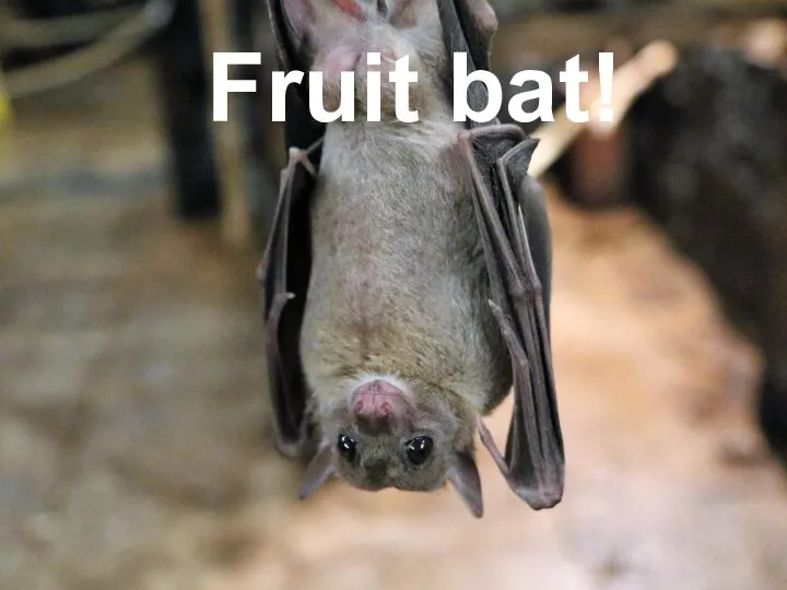 Fruit bat!
