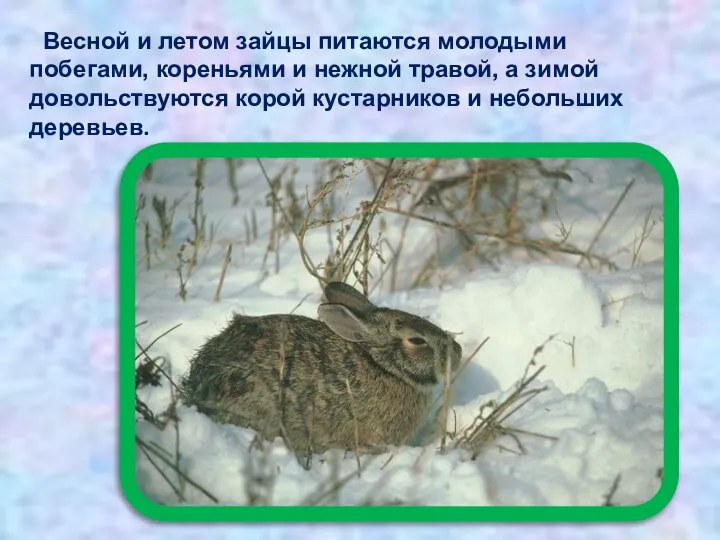 Весной и летом зайцы питаются молодыми побегами, кореньями и нежной травой, а