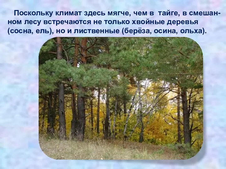 Поскольку климат здесь мягче, чем в тайге, в смешан- ном лесу встречаются