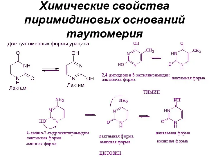 Химические свойства пиримидиновых оснований таутомерия