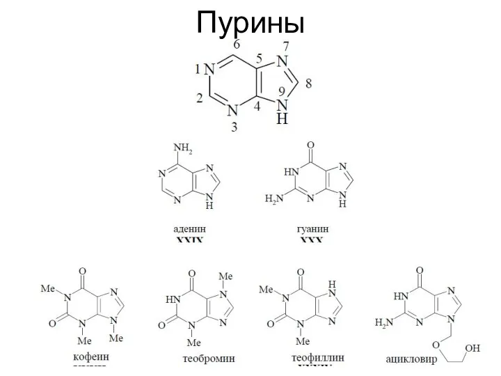 Пурины