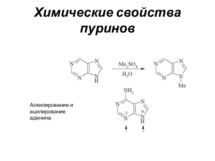 Химические свойства пуринов Алкилирование и ацилирование аденина