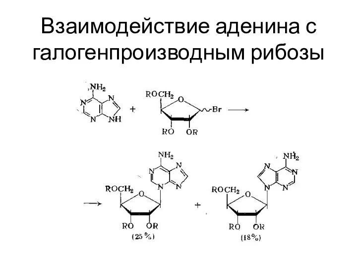 Взаимодействие аденина с галогенпроизводным рибозы
