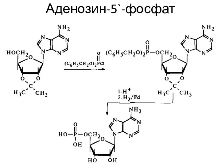 Аденозин-5`-фосфат