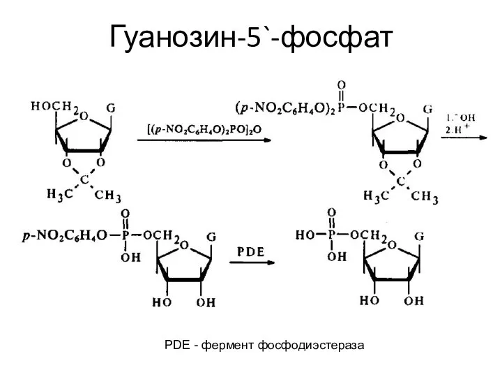 Гуанозин-5`-фосфат PDE - фермент фосфодиэстераза