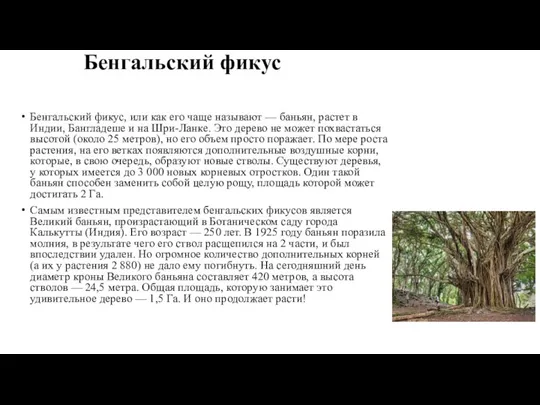 Бенгальский фикус Бенгальский фикус, или как его чаще называют — баньян, растет