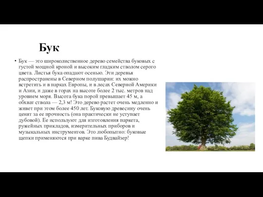 Бук Бук — это широколиственное дерево семейства буковых с густой мощной кроной