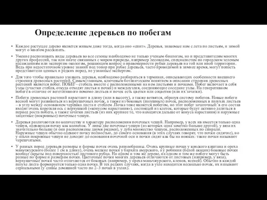 Определение деревьев по побегам Каждое растущее дерево является живым даже тогда, когда