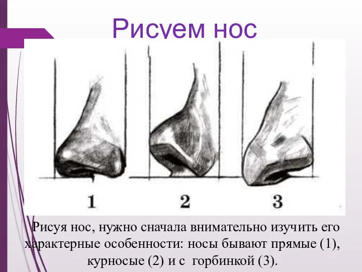 Рисуем нос Рисуя нос, нужно сначала внимательно изучить его характерные особенности: носы