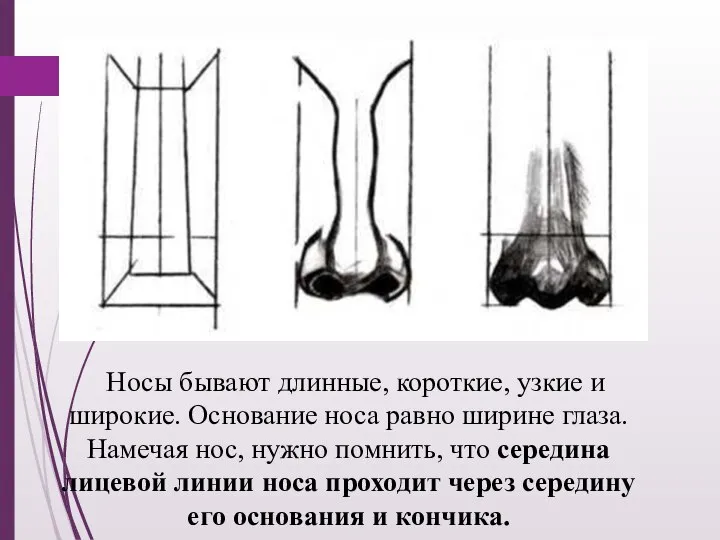 Носы бывают длинные, короткие, узкие и широкие. Основание носа равно ширине глаза.