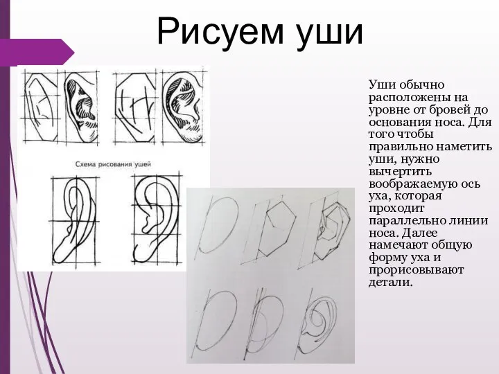 Рисуем уши Уши обычно расположены на уровне от бровей до основания носа.