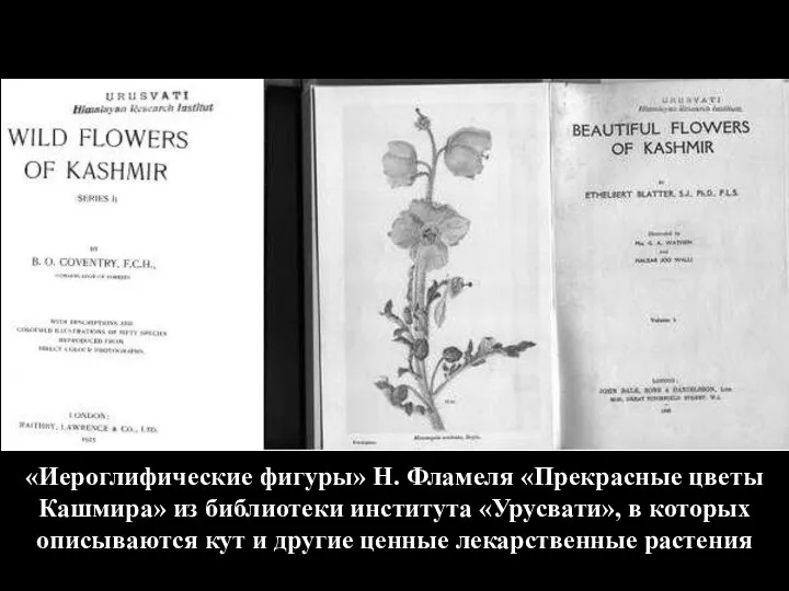 «Иероглифические фигуры» Н. Фламеля «Прекрасные цветы Кашмира» из библиотеки института «Урусвати», в