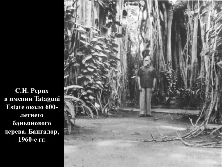С.Н. Рерих в имении Tataguni Estate около 600- летнего баньянового дерева. Бангалор, 1960-е гг.